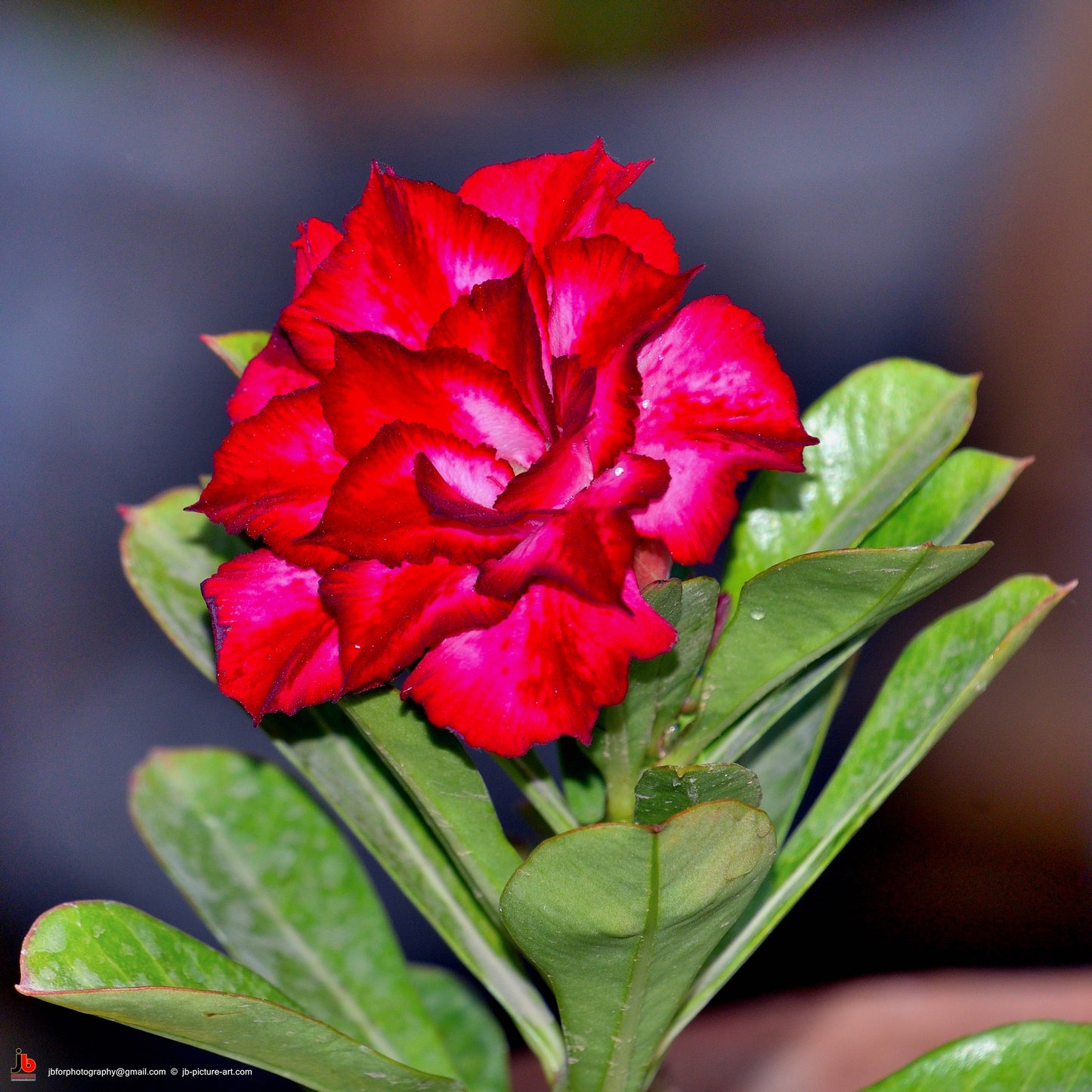 Desert Rose