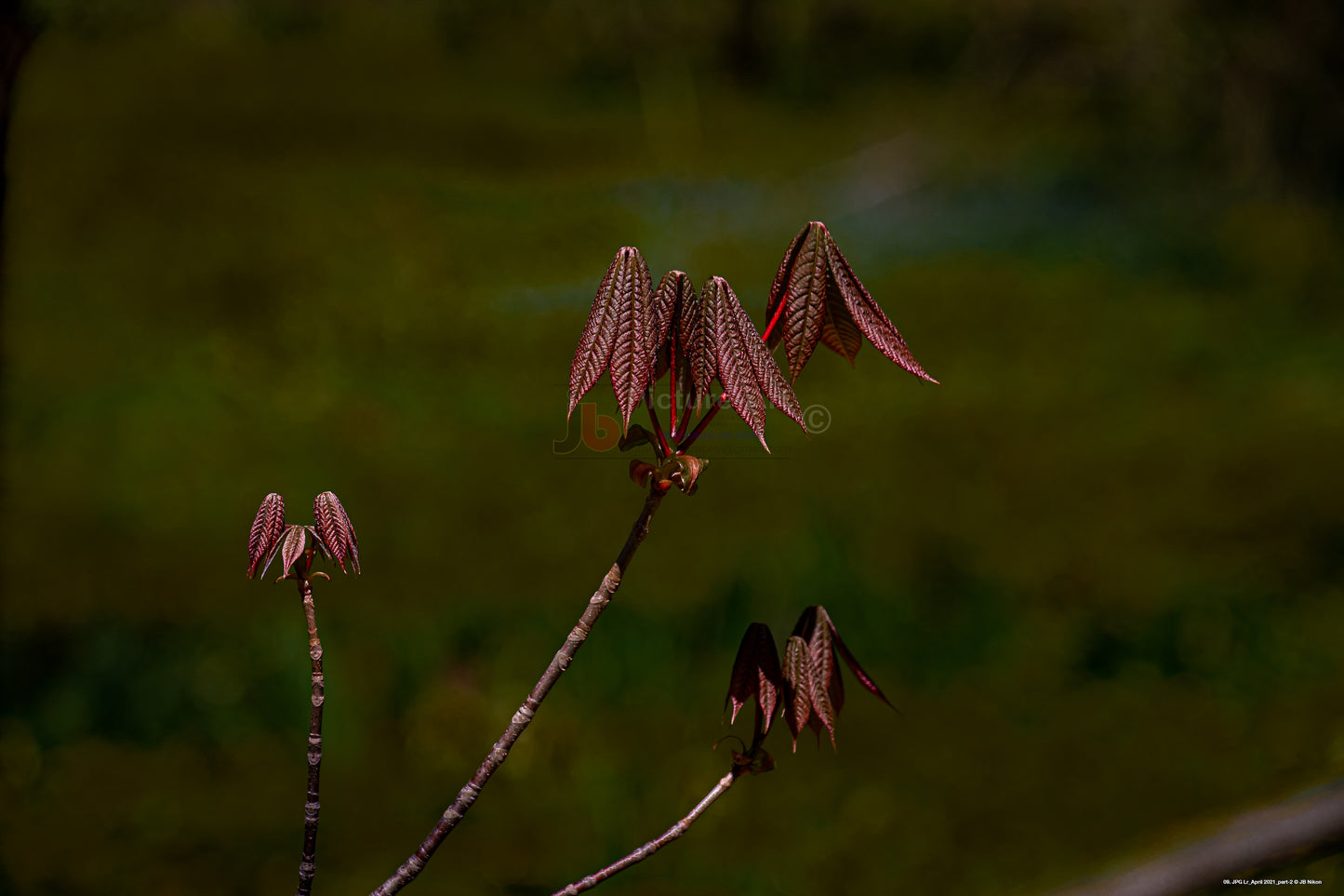 Red Textured Flowers
