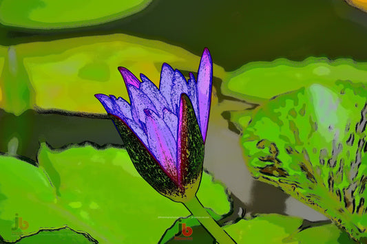 Purple Tulip
