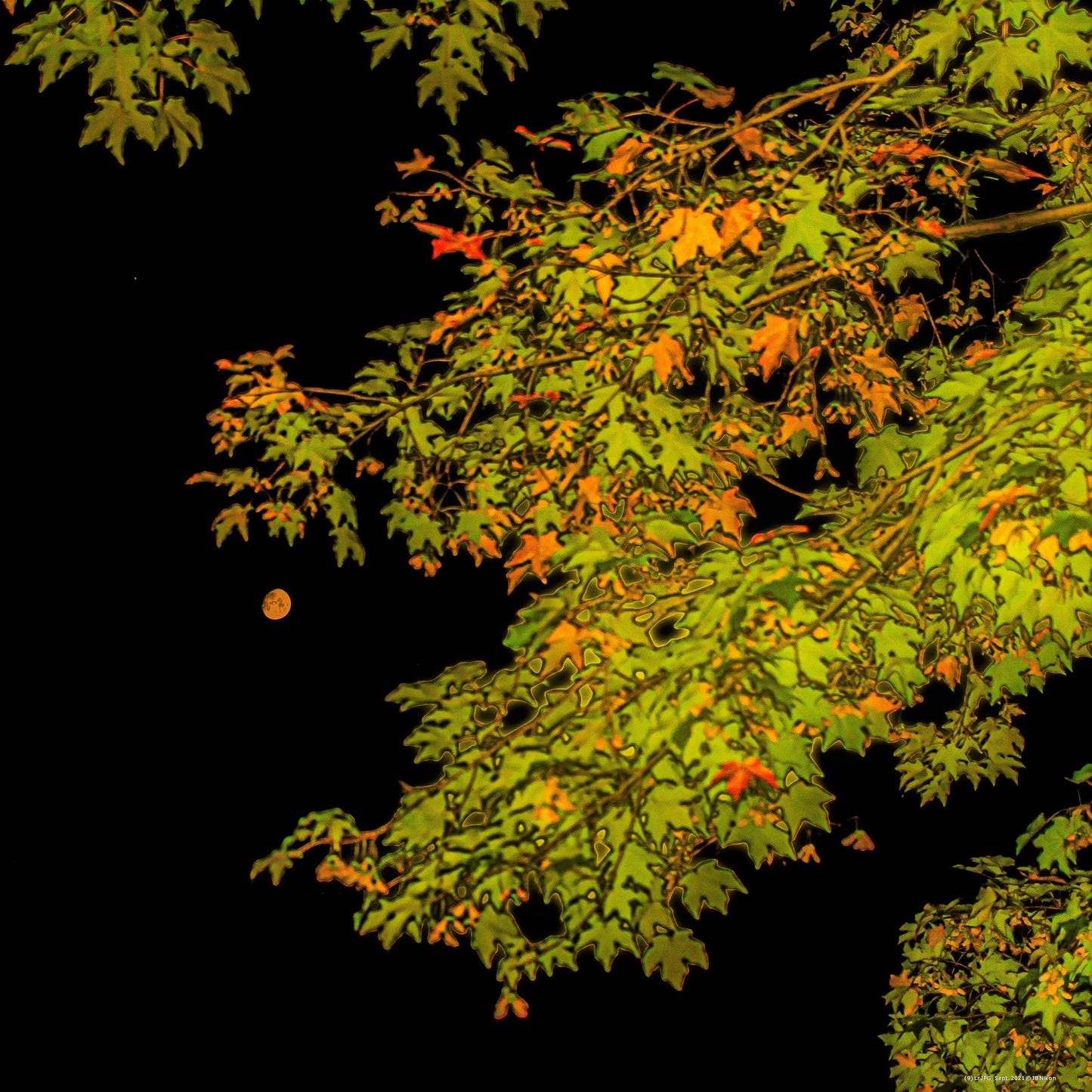 Night Spotlight