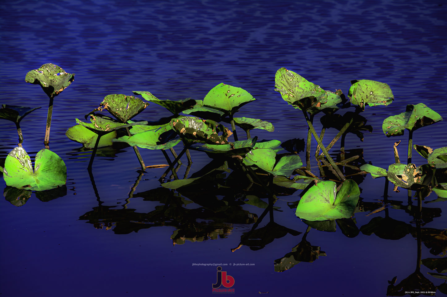 Water Lily