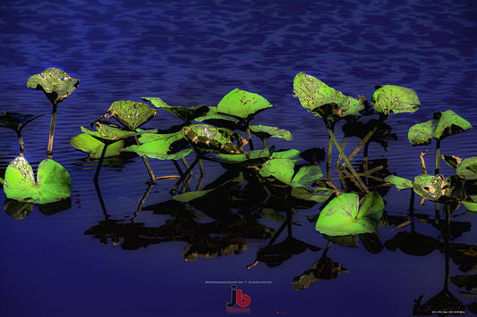 Water Lily