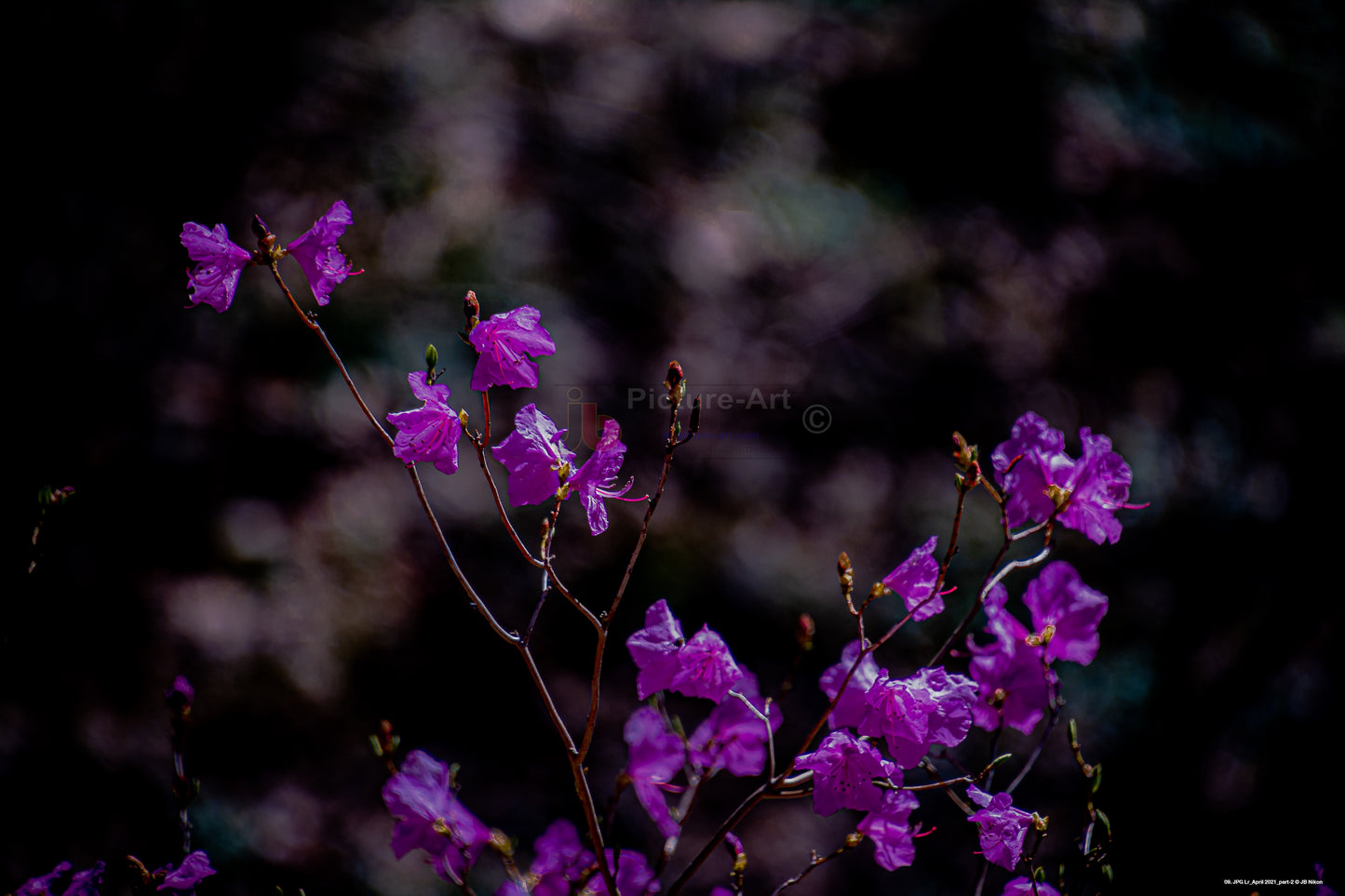 Purple Flowers