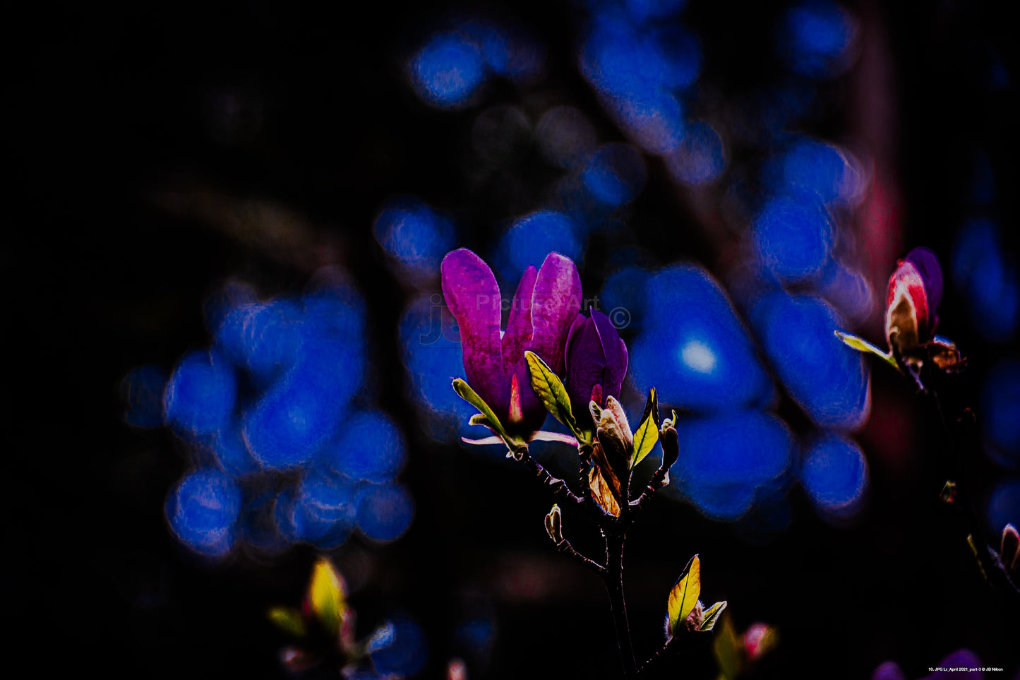 Flowers in the dark