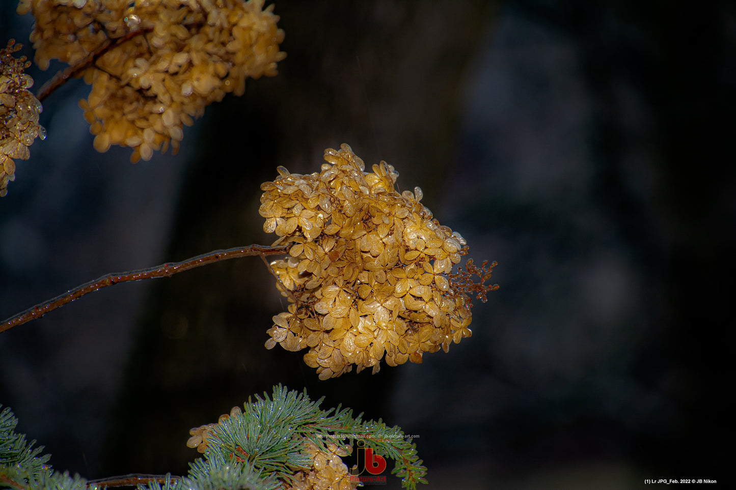 Frozen Flowers